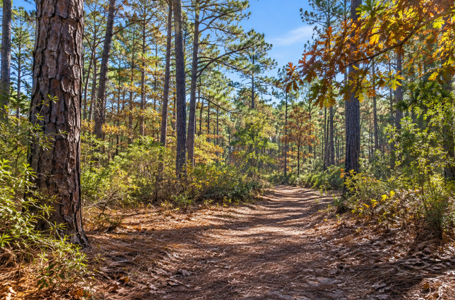 A natural woodland trail winds through the pine and oak landscape characteristic of eastern Suffolk County, illustrating the quiet forest setting of Eastport Nature Preserve in the Town of Brookhaven.